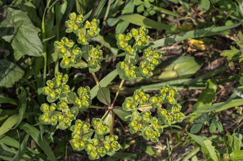 Euphorbia helioscopia #5